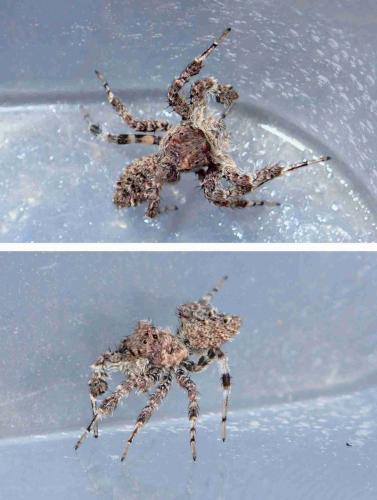 Portia sp.